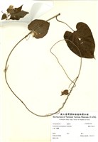 藏品(薄葉牛皮消)的圖片